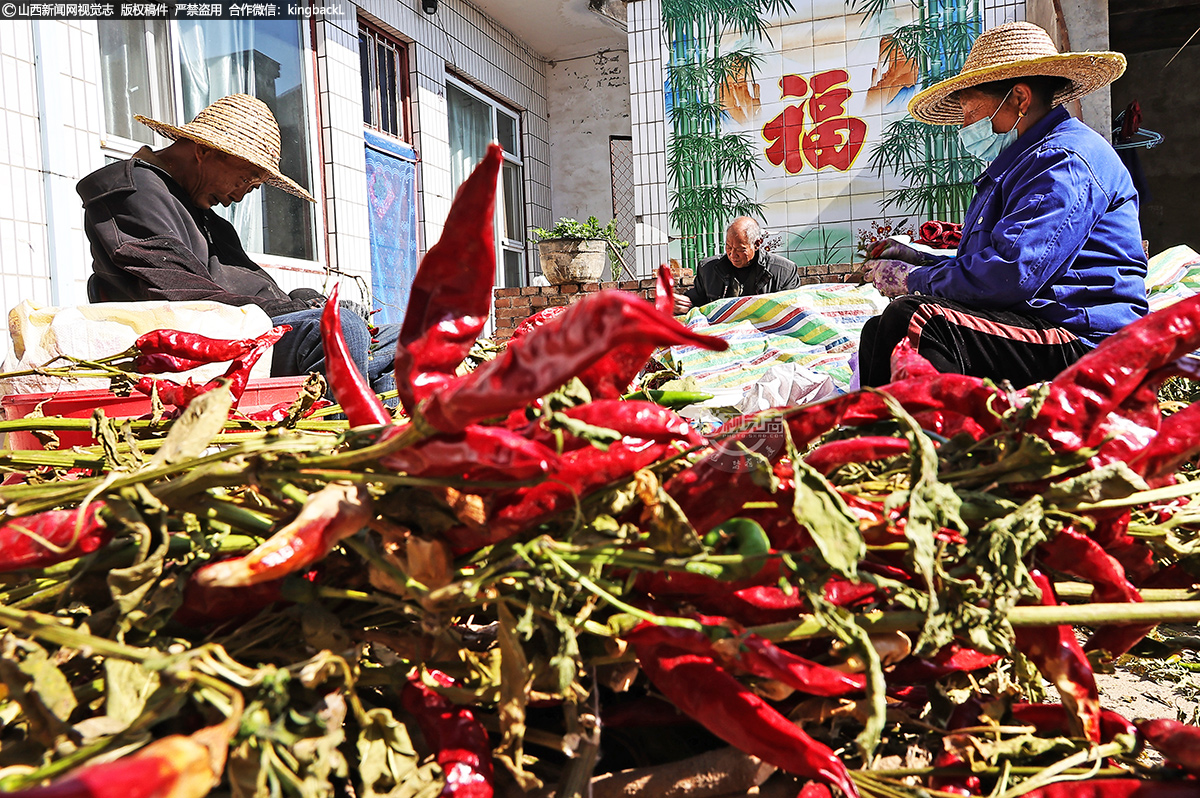      10月22日，随着农历二十四节气中“霜降”的悄然到来，山西省运城市的广袤田野上，一幅幅丰收的美景徐徐展开。在这个象征着秋季结束、冬季即将来临的节气里，运城市北部新绛县泽掌镇的农民们正抢抓时机，忙碌于各类农作物的采摘、抢收与销售，用辛勤的汗水迎接“霜降”的到来，奏响了一曲热烈而欢快的金秋乐章。（■本期摄影：高新生）