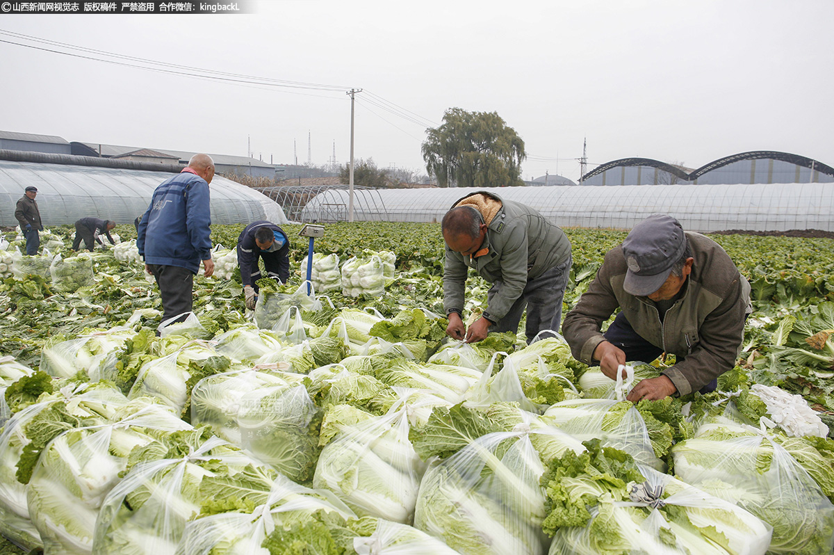      合作社负责人张克锋介绍道：“今年合作社种植了40亩大白菜，由于气候条件适宜，加上我们科学的种植管理和优质的种子、肥料，白菜的产量和品质都远超预期。我们预计今年的亩产量能够达到50万斤，按照目前的市场价格，收益可达40万元。”