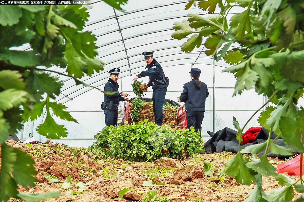      在横桥派出所的保驾护航下，广大菜农们正满怀信心地迎接新的挑战和机遇。他们相信，在政府的关怀和支持下，在横桥派出所的共同努力下，他们的“钱袋子”会越来越鼓，生活会越来越美好。