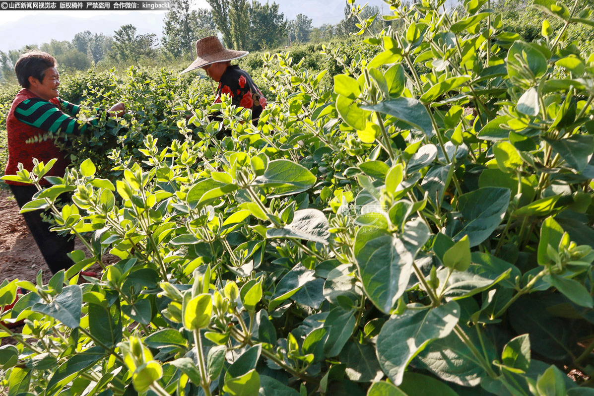      如今，金银花种植已成为当地农旅融合、农民增收致富的特色旅游观光产业。