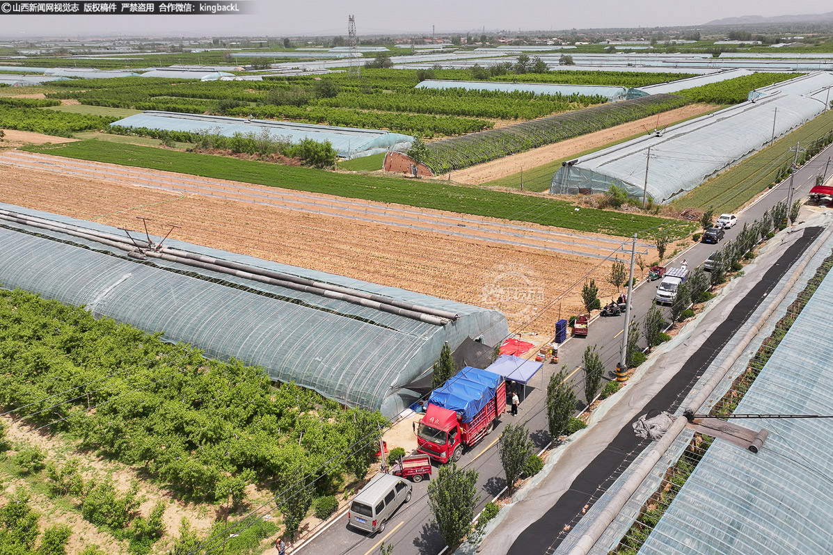      5月13日，仲夏的暖阳洒在华北最大的油桃产销和出口集散地之一——山西省运城市新绛县。峨嵋岭上的万安、阳王和汾河岸畔的古交等乡镇，2万多亩日光温室里，中油4号等油桃喜获丰收，抢“鲜”上市，一时间成为市场焦点，吸引着来自全国各地的果商纷至沓来。（■本期摄影：高新生）