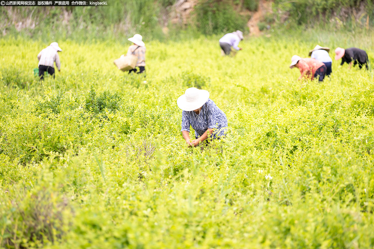      “金银花最佳采摘期只有8到10天，每年这时候我们都得抢着上山。”村民张雪琴蹲在花丛中，说话间指腹轻捻，饱满的花蕾簌簌落进竹篮，“我一天能采40多斤鲜花，差不多挣200元。这花真是咱的‘致富花’”。