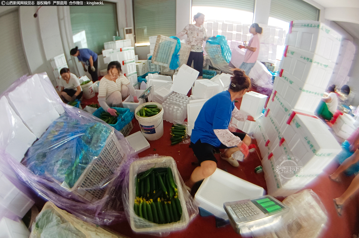      在运城市新绛县三泉镇北熟汾村蔬菜批发配送中心，菜农们正抓紧时间将新鲜黄瓜装箱、包装、保鲜，有条不紊地装车，这批黄瓜将外销至各地。