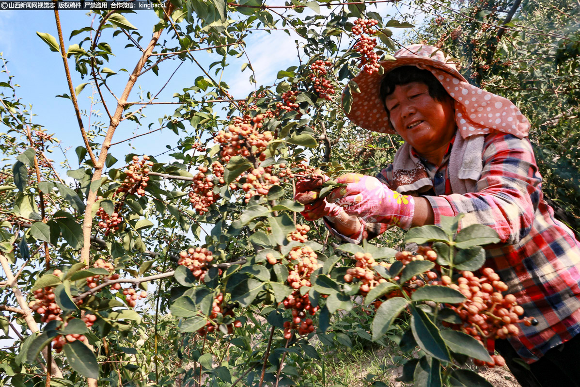      有的则忙着分拣刚摘下的花椒，剔除杂质，确保每一粒花椒都品相上佳。