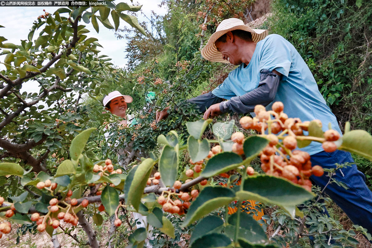      这些品种不仅产量稳定，而且采摘便捷，为椒农节省了大量人力成本，成为农户增收的 “金果果”。