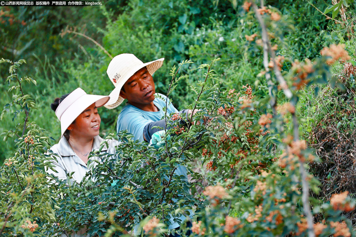      8月19日，田间地头一派繁忙景象。椒农专注于采摘，灵巧的双手在翠绿的枝叶中游走，成熟的花椒被快速收入篮中。