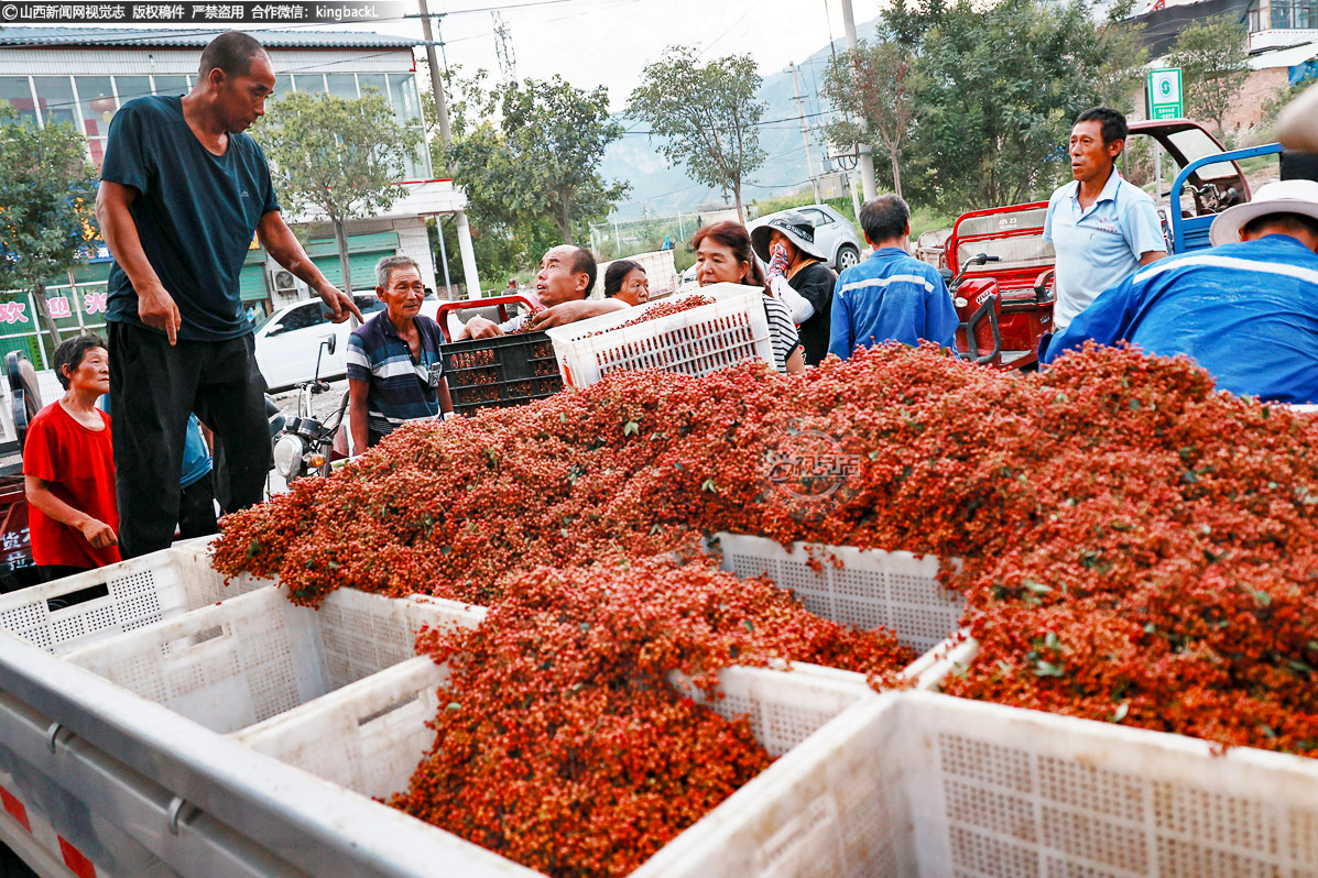      丰收的背后，是当地持续发力的产业扶持机制。政府联合农商行等相关部门，大力推广“党建+合作社+公司+农户”的产种销模式，让荒山真正变成了“金山”。