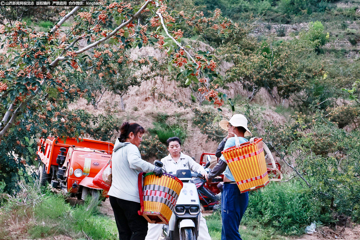      分拣好的花椒集中起来，等待销售，农户们脸上洋溢着对丰收的期盼。