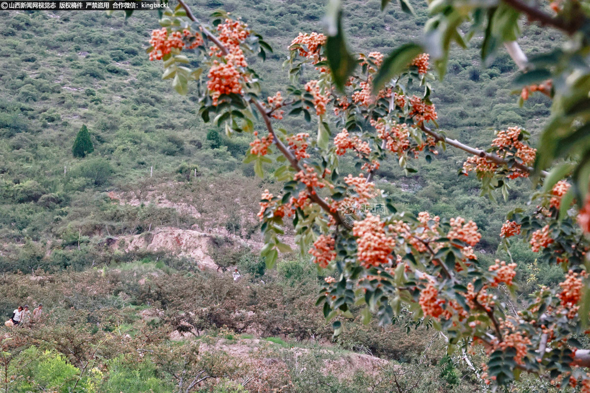      近年来，新绛县引进改良的无刺大红袍、狮子头等花椒品种，凭借优良品质深受市场青睐。