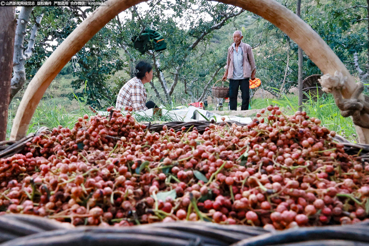      初秋时节，运城市新绛县泽掌镇，秋高气爽，漫山椒香。范庄新村等村庄的花椒地里，一串串饱满的无刺大红袍、狮子头等品种花椒挂满枝头，红得似火，艳若丹霞。椒农们穿梭在枝叶间，指尖翻飞，将丰收的喜悦轻轻摘下，山野间奏响了丰收的乐章。（■本期摄影：高新生）