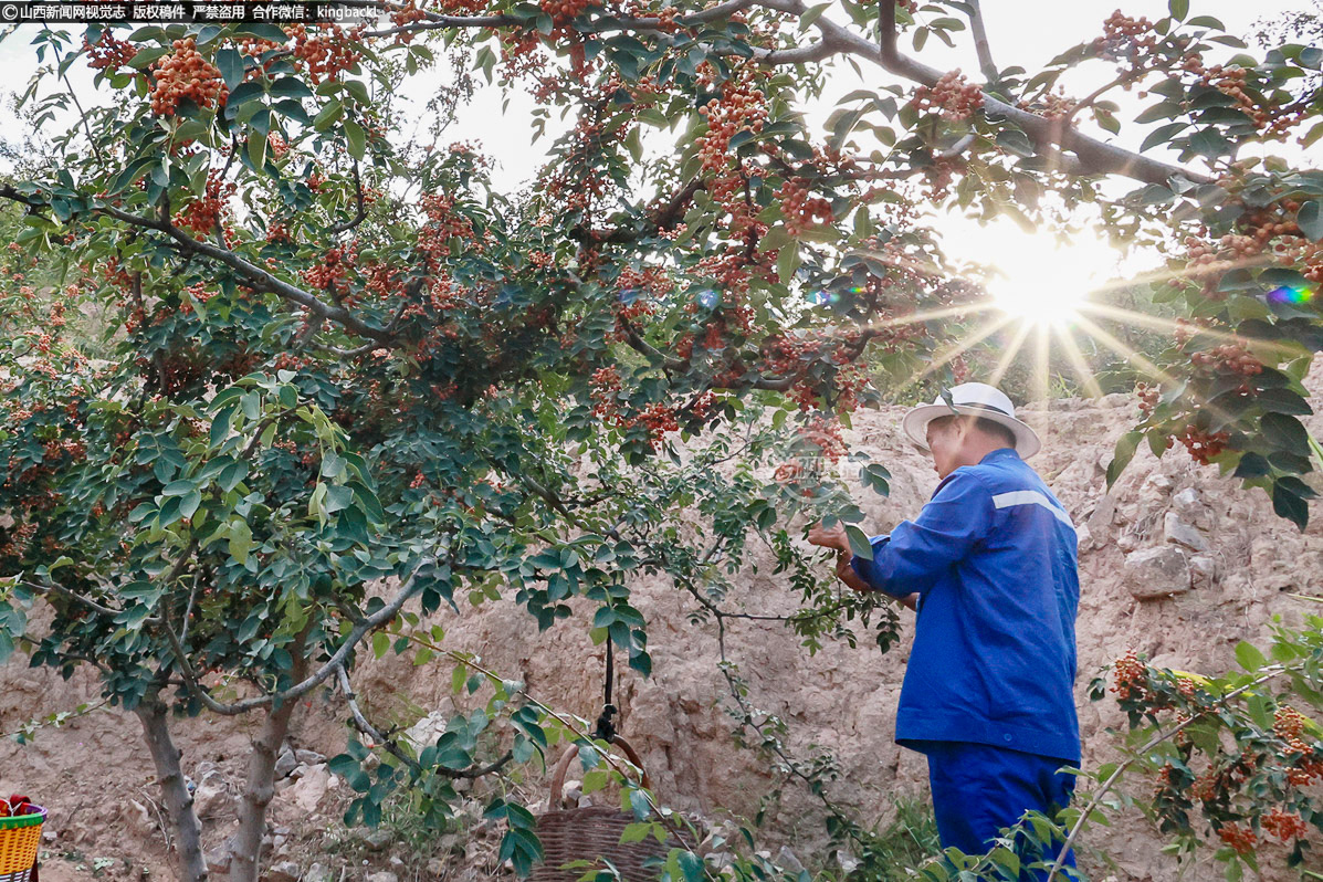      如今，花椒已成为新绛县乡村振兴的特色重要产业，带动越来越多的农户走上了稳定增收路，在高质量发展的道路上稳步前行。