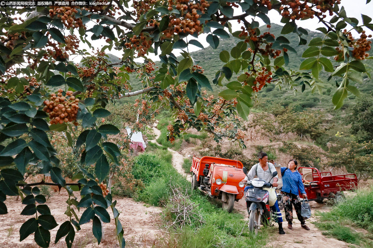      这种模式让椒农吃下了 “定心丸”，种植积极性不断提高，花椒产业规模稳步扩大。